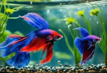 Betta Fish Breeding Guide for the Experienced