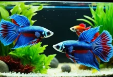 Betta Breeding for Beginners - A Step-by-Step Guide