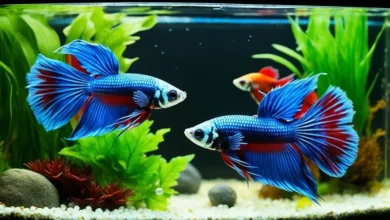 Betta Breeding for Beginners - A Step-by-Step Guide