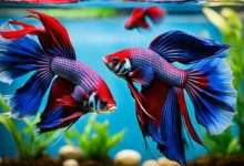 Understanding Betta Fish Breeding Behavior
