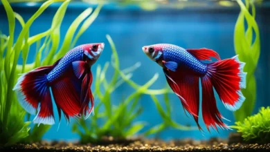 Betta Fish Breeding Pairs | Guide to Mating & Care