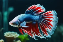 Betta Fish Diseases | Symptoms & Treatments