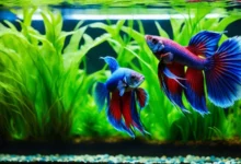 Breeding Betta Fish Health & Pair Care Tips