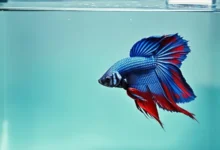 Betta Fish Intelligence | Are Betta Fish Smart?