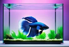 Best Betta Fish Tank Heater Reviews 2024 - Top Picks