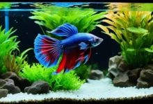 Betta Fish and Live Plants | A Natural Care Guide