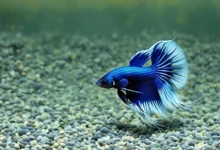 Ultimate Guide to Feather Tail Betta Care & Tips