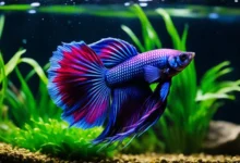 Purple Betta Fish - Explore Royal Varieties Guide