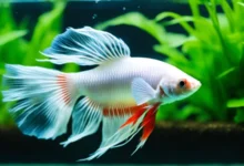 Albino Betta Fish: Rare and Unique Specimens