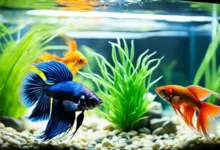 Betta Fish and Goldfish Together: Compatible or Not?