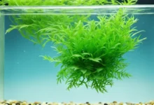 Top 10 Plants for Betta Fish Tanks - Enhance Beauty & Health