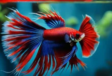 Red Devil Betta Fish Types | A Comprehensive Guide