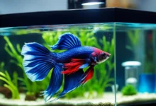 Aggressive Betta Breeding for Beginners: A Simple Guide
